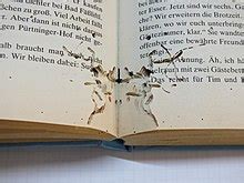 Bookworm (insect) - Wikipedia