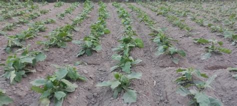 brinjal farming in Bangladesh field : r/vegetablegardening