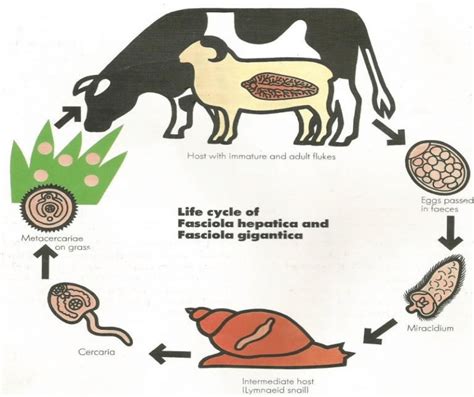 Life cycle of Fasciola hepatica | Download Scientific Diagram