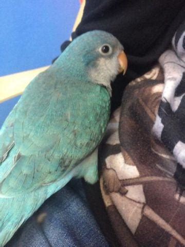 Beautiful Baby Blue Quaker Parrot includes new custom Cage!! for Sale ...