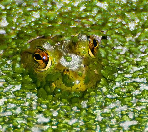 Camouflage Frog Photograph by Richard Marquardt