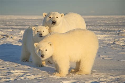 Scientists warn polar bear encounters on the rise in Alaska