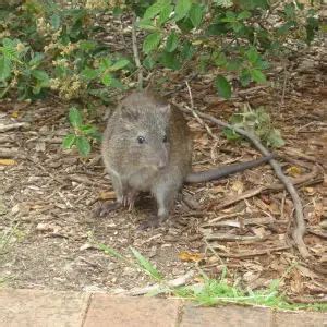 Long-Nosed Potoroo - Facts, Diet, Habitat & Pictures on Animalia.bio