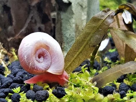 Aquarium Snail Trap Best Way To Get Rid Of Pest Snail - TanknFish