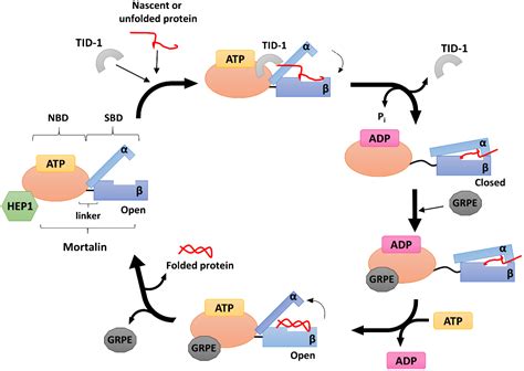 IJMS | Free Full-Text | Mitochondrial HSP70 Chaperone System—The ...