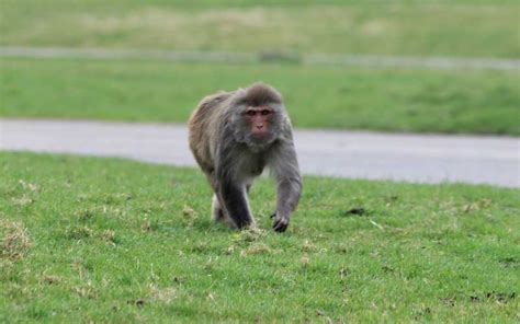 Rhesus Macaque | Monkey Facts and Information