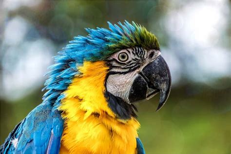 Exotic Parrots - Images and description | Exotic Birds