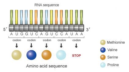 The Information in DNA Determines Cellular Function via Translation ...