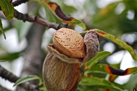 Almond Trees | LoveToKnow