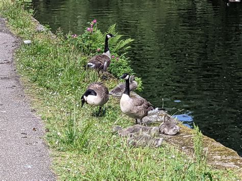 I often see geese in this formation, with 3 or even 4 adults looking ...