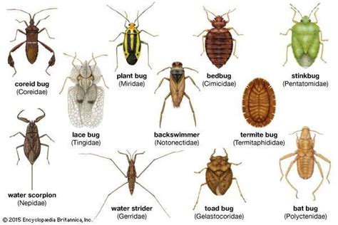 Water scorpion | insect | Britannica.com