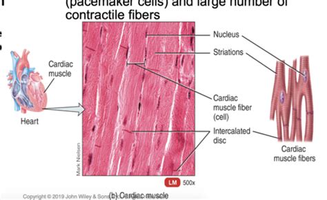 Chapter 11: Smooth and Cardiac Muscles Flashcards | Quizlet