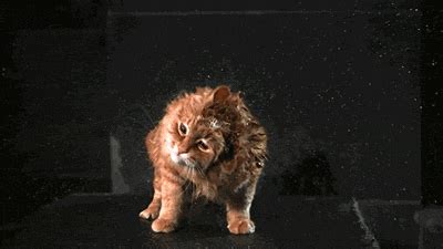 slow motion cats gif | WiffleGif