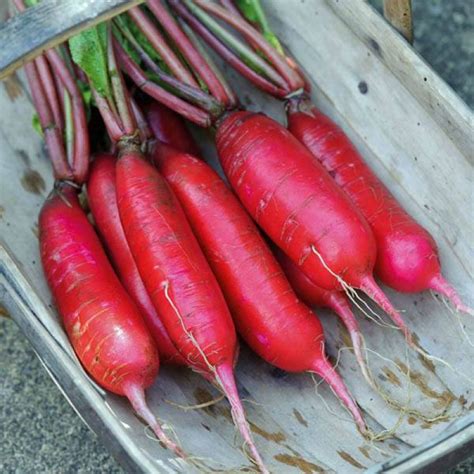 Buy, RADISH China Rose - Raphanus sativus – Australian Seed