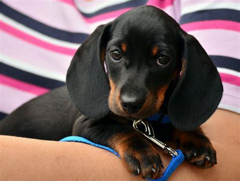 Dachshund Puppies | Dachshund Puppy Facts and How to Get a Puppy