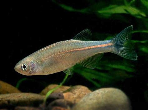 Mastering Ember Tetra Breeding: A Comprehensive Guide