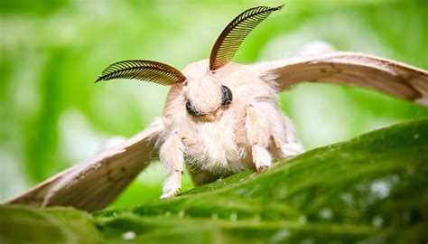 this is the domesticated silk Moth, the main reason it's so white is ...