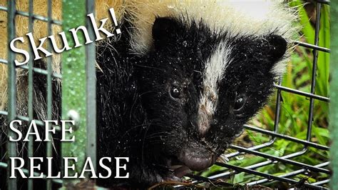 How to Trap a Skunk and How to Automatically Release one from the Trap ...