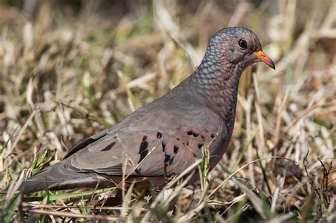 Common Ground Dove – Jeremy Meyer Photography