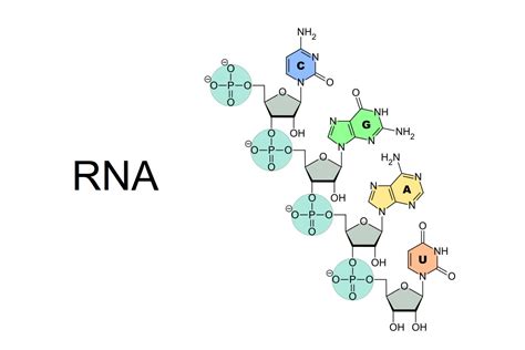 What Is The Basic Shape And Makeup Of A Nucleotide - Mugeek Vidalondon