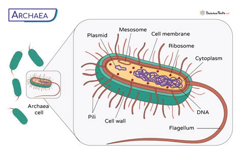 Archaea - Definition, Examples, Characteristics, and Diagram