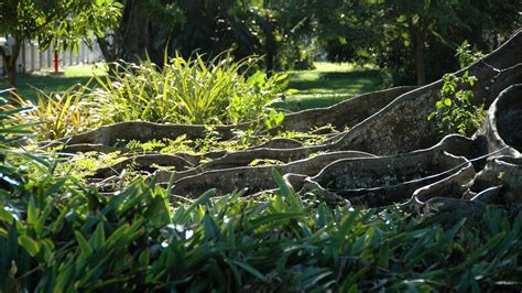 How to kill tree roots: ways to remove them from your plot | Gardeningetc