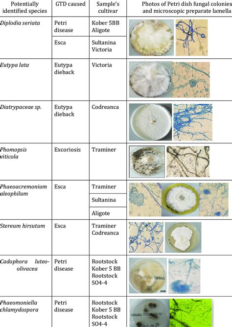 The fungal pathogens' localization and their identification based on ...