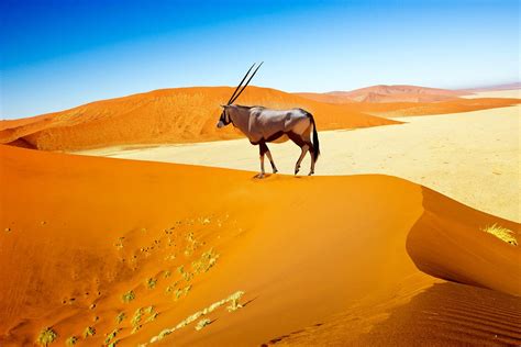 Experience The Dunes At Sossusvlei In Namibia | Art Of Safari