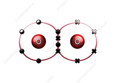 How To Find The Molar Mass Of a Molecule Of Oxygen (O2)?