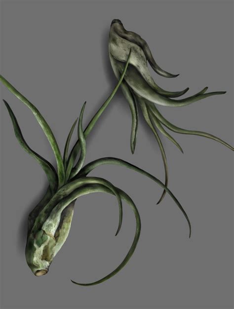 Tillandsia by ArtofLeaf on DeviantArt