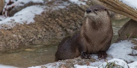 North American river otter | Smithsonian's National Zoo and ...