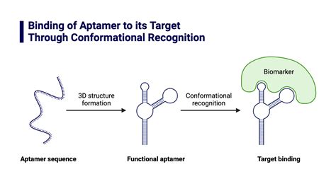 Binding of Aptamer to its Target Through Conformational Recognition ...