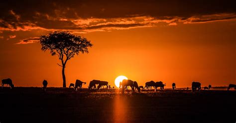 Sunrise in the Maasai Mara (Illustration) - World History Encyclopedia