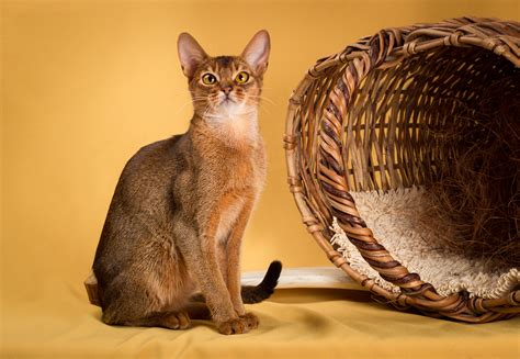 What is the personality of an Abyssinian cat? - AbyssinianCat.org