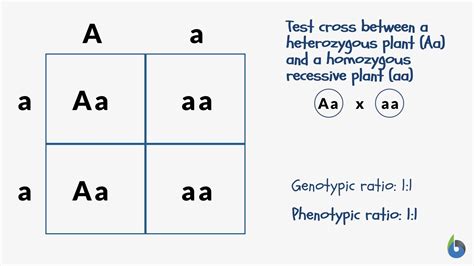 Genotype Vs Phenotype Punnett Square