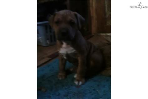 American Bandogge Mastiff Puppies for Sale from Reputable Dog Breeders