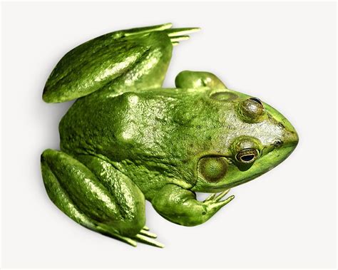 Bufo Images | Free Photos, PNG Stickers, Wallpapers & Backgrounds ...