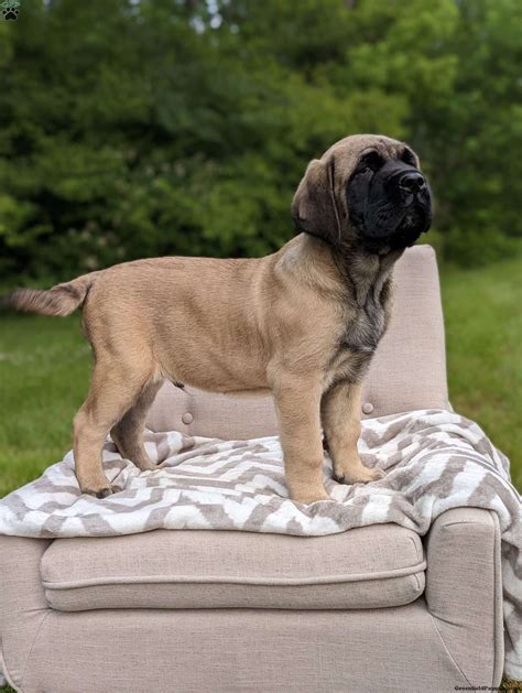 English Mastiff Puppies For Sale - Greenfield Puppies