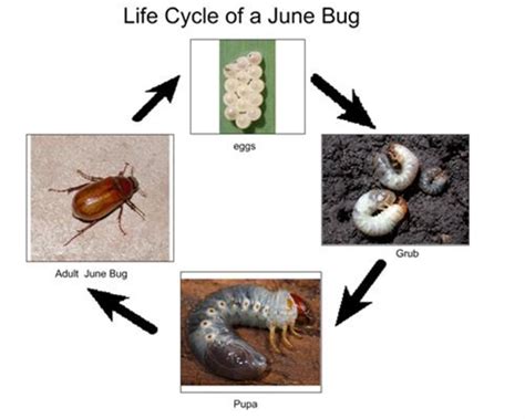 June Bug | Introduction, Life Cycle & Remedies