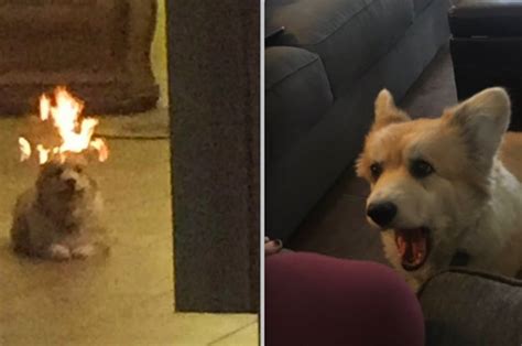 People Think This Dog That Looks Like It's On Fire Is A Meme IRL