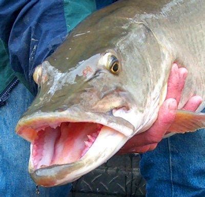 Muskellunge Esox masquinonge