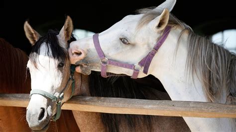 When Do Horses Go Into Heat & What Age Do They Stop Cycling?