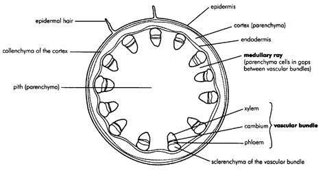 [DIAGRAM] Printable Stem Diagram - MYDIAGRAM.ONLINE