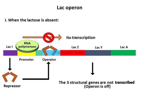 The Lactose Operon – The Biotech Notes