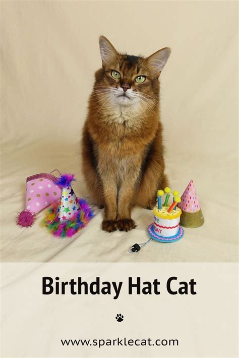 Birthday Hat Cat in 2021 | Birthday hat, Cat birthday, Cats