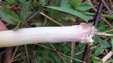 Harvesting Cattail Shoots | Survival Magazine – Prepper Magazine & Forum