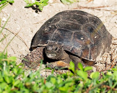 Gopher Turtle at Burrow Entrance | Riverbend Park, Jupiter, … | Flickr