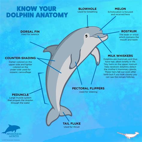 IMATA - Know your dolphin anatomy! #DolphinAwarenessMonth