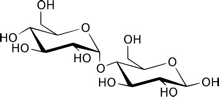 Maltase: Enzyme, Structure & Mechanism