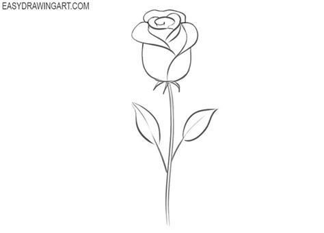 How to Draw a Rose Easy | Rosé cartoon, Rose drawing simple, Roses drawing